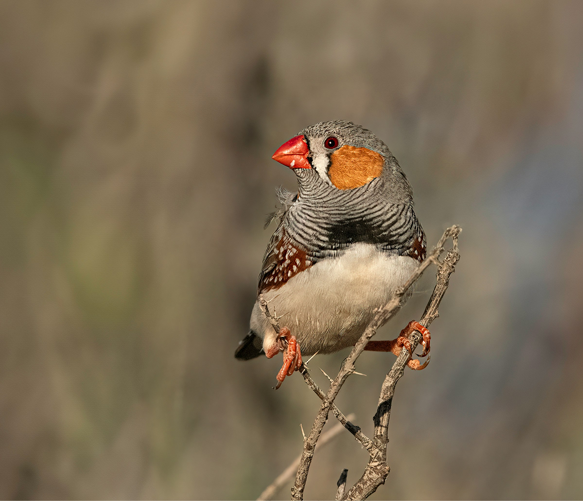 Zebra Finch